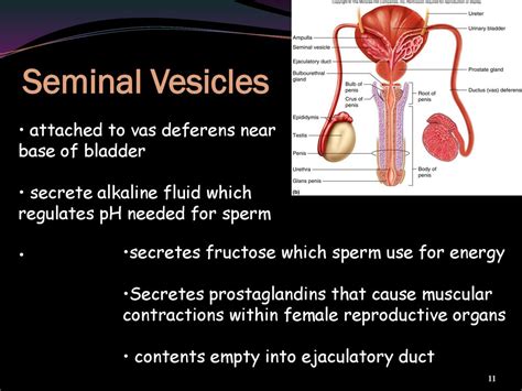 testes secretes a thick alkaline fluid|The Testes and Epididymis .